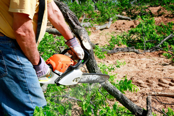 Best Stump Grinding Near Me  in Los Altos Hills, CA